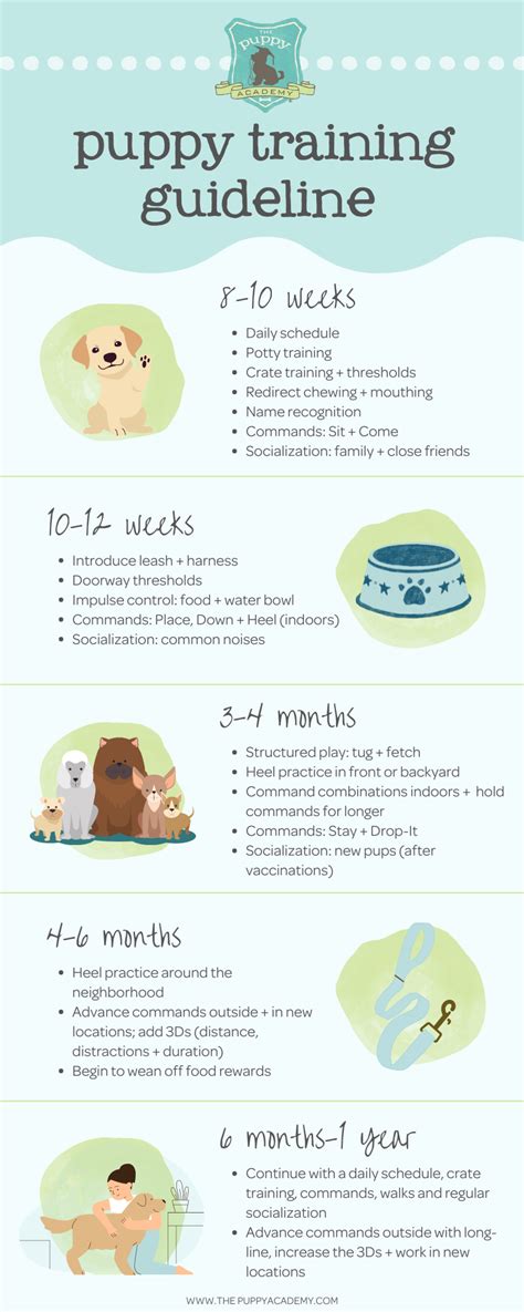puppy training age and schedule