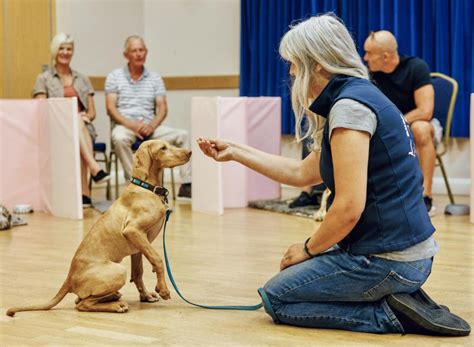 puppy training coventry