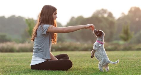 Puppy training support