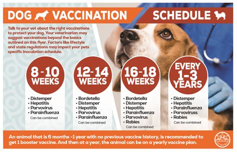 puppy vaccination schedule avma
