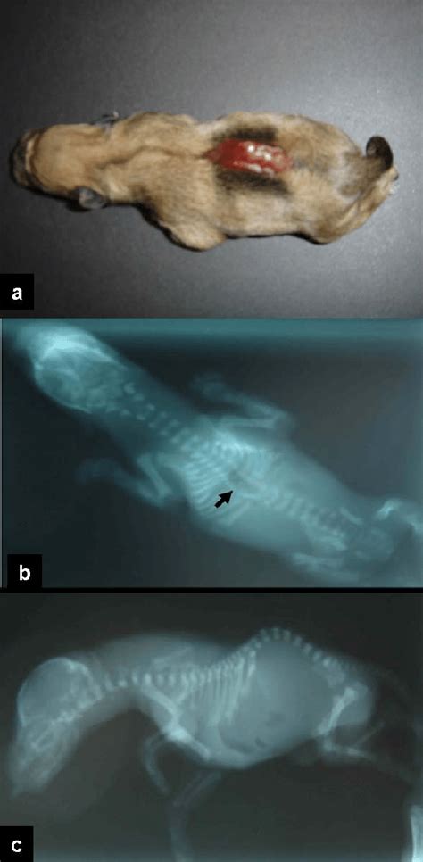 puppy with spina bifida