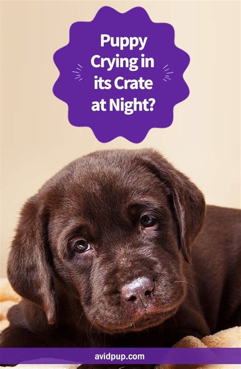 Puppy Won't Stop Crying In Crate First Night