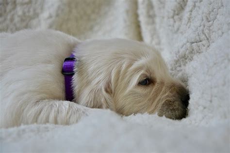 Panting puppy dog stock image. Image of animal, lying 32865265