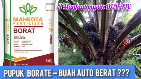 Pupuk Borate untuk Sawit, Solusi Tepat untuk Tanaman Sehat dan Subur? Taman Inspirasi SAFA