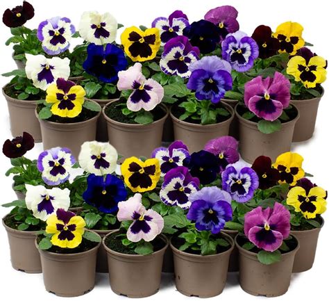 Purchase Bedding Plants