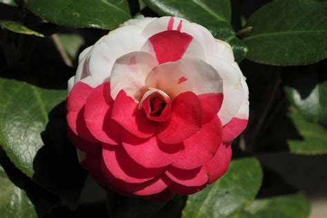 La Peppermint camellia