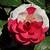 pure mint camellia rose