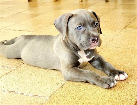 purebred blue nose pitbull puppies