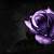 purple and black roses wallpaper