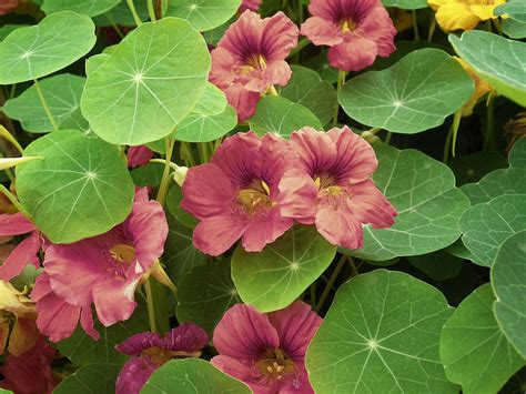 The Purple Emperor Nasturtium: A Stunning Addition to Your Garden