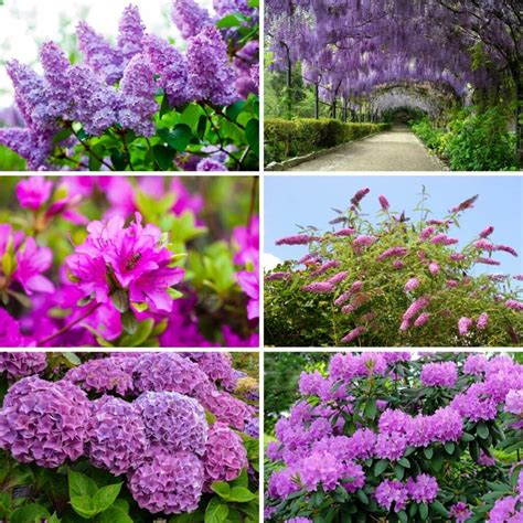 Purple Flower Shrubs: Adding Vibrant Color To Your Garden
