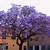 purple flowering trees in kentucky