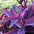 purple heart plant florida