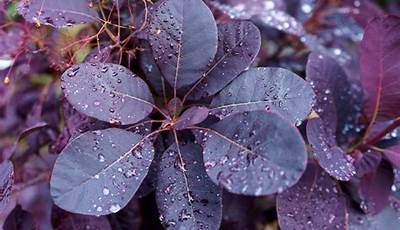 Purple Leaf Outdoor Plants
