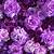 purple roses aesthetic