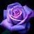 purple roses image