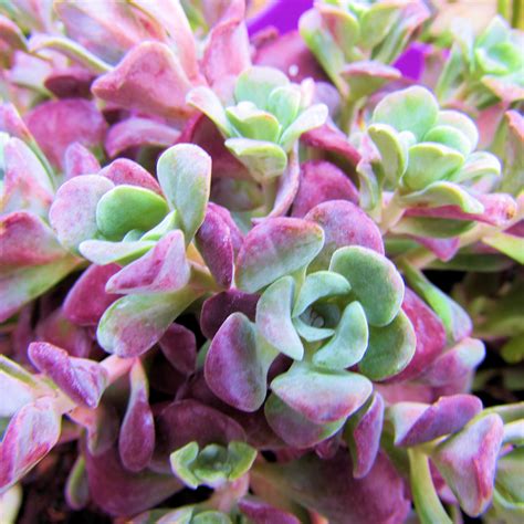 Do you love purple? Then you'll be amazed by this beauty succulent