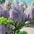 purple weeping willow tree