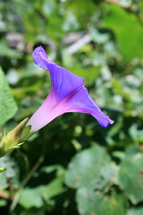 purple and white trumpet flowers