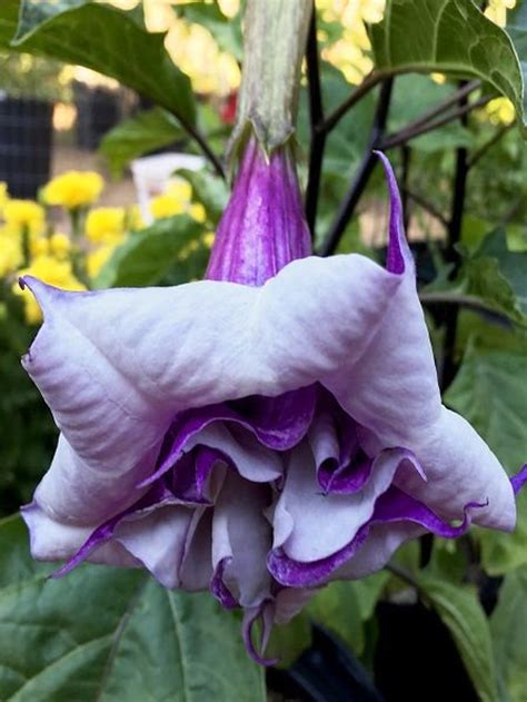 purple angel trumpet plant for sale