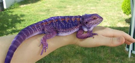 Purple Bearded Dragon