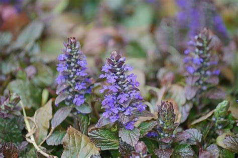Purple Carpet Bugleweed