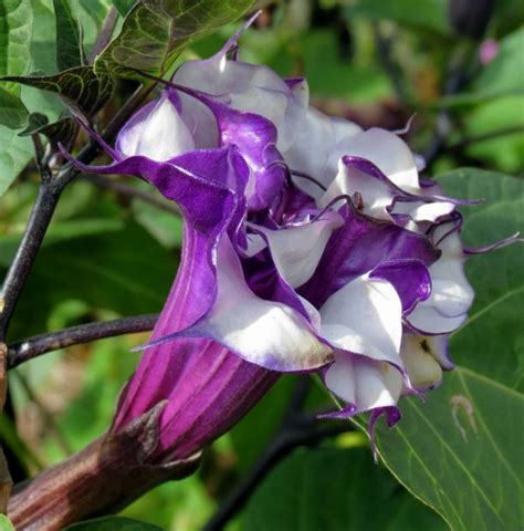 purple devil's trumpet plant