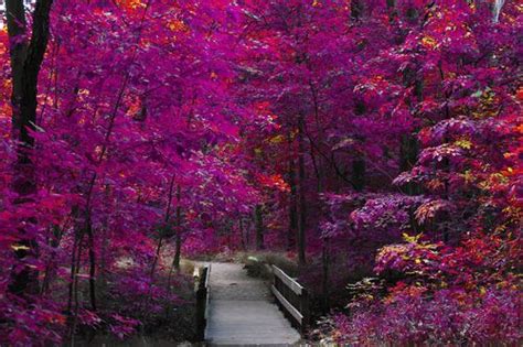 Purple Fall Foliage