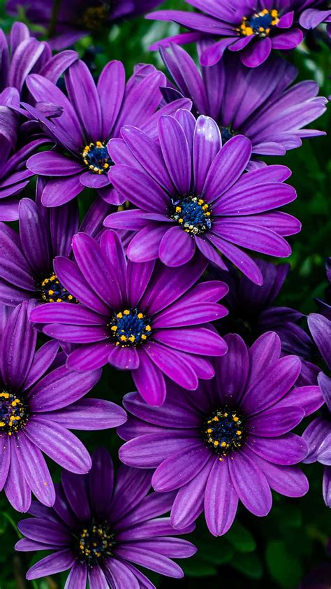Purple Flower Backgrounds