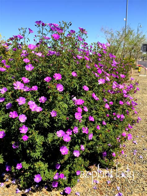Purple Flower Bushes that Thrive in Arizona Gardens