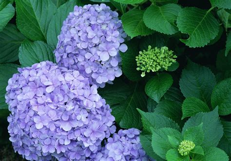 purple hydrangeas