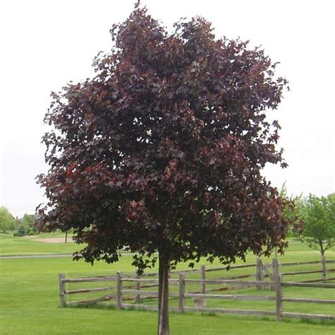 purple leaf maple tree