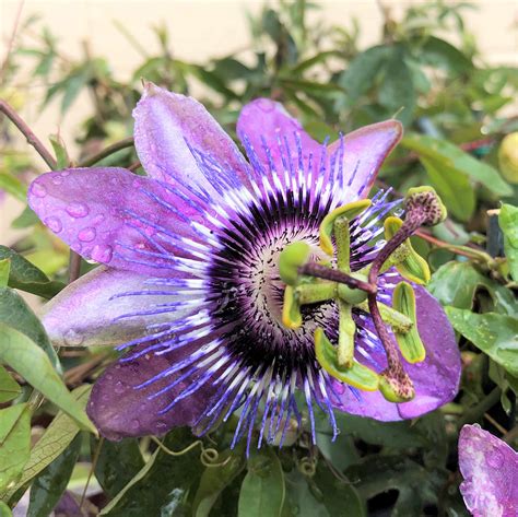 purple passion flower for sale