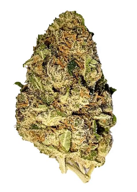 Purple Punch Candy Strain