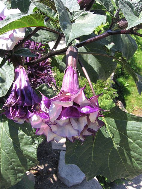 purple queen devil's trumpet plant