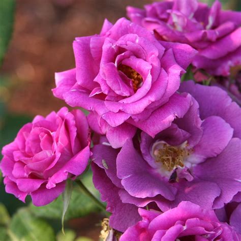 Purple Rose Symbolism: Unveiling the Mystery Behind Its Meaning