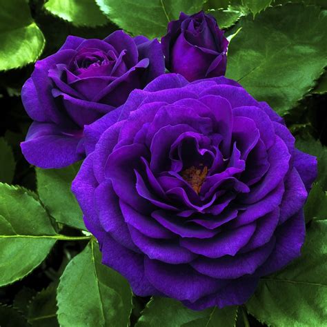 Discover the Magic of the Exquisite Purple Rose Bush in Your Garden