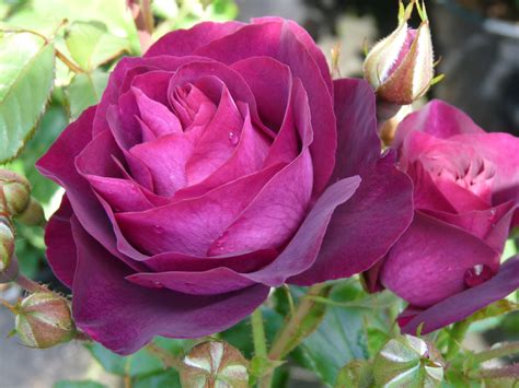 Secrets of Stunning Purple Rose Shrub