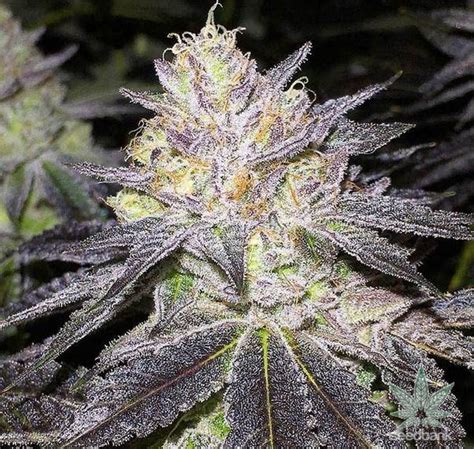 Purple Wedding Cake Strain For Sale Green Dank