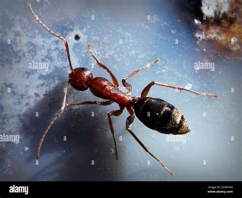 Purpose Of Ant Antenna