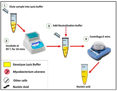 Purpose Of Buffer In Dna Extraction
