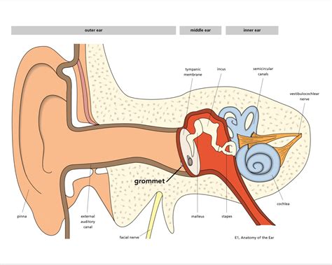 Purpose Of Ear Grommets
