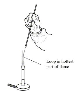 Purpose Of Flaming An Inoculating Loop Is