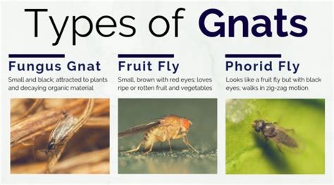 purpose of gnats