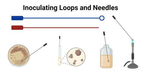 Purpose Of Inoculating Loop