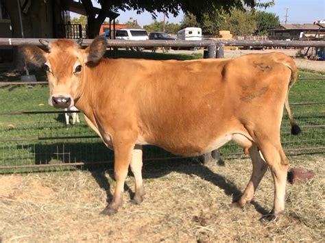 Purpose Of Jersey Cattle