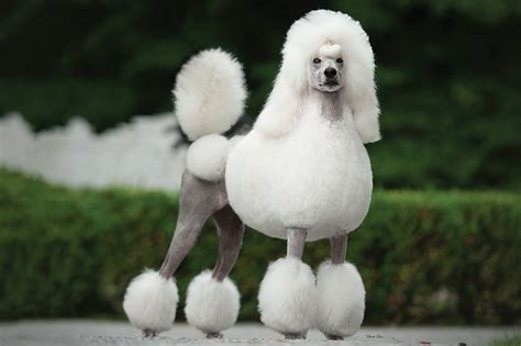 Purpose Of Poodle