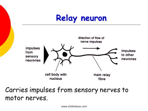 Purpose Of Relay Neuron