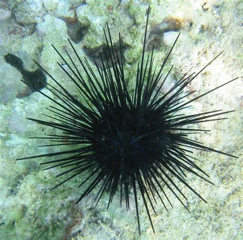 purpose of sea urchins