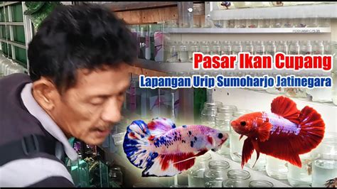 Jual Cupang Plakat Nemo Emerald Jakarta Pusat Fireman